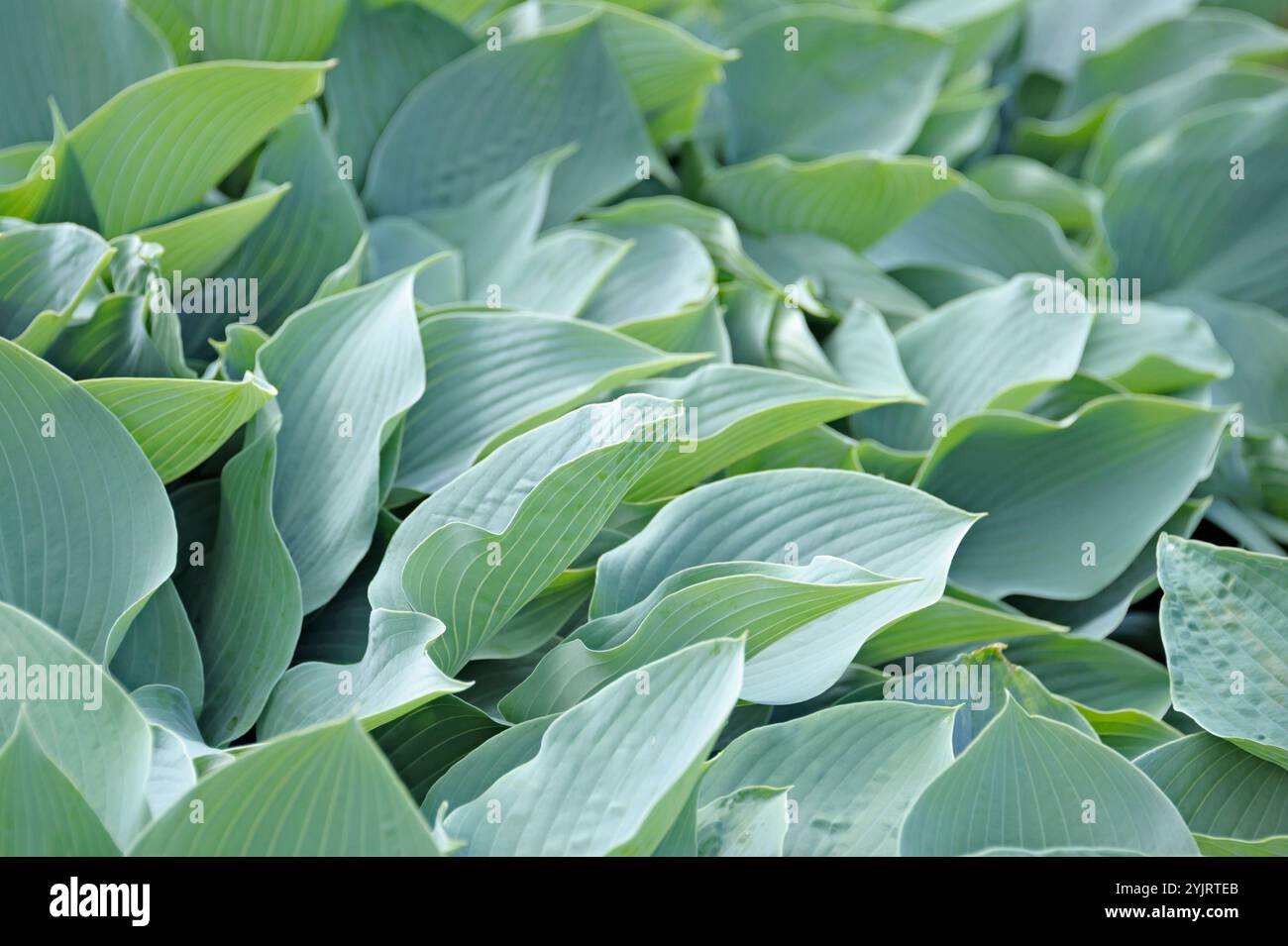 Graublaue Funkie Hosta Krossa Regal, Gray Blue Hosta Hosta Krossa Regal, Gray Blue Hosta Krossa Regal Stock Photo