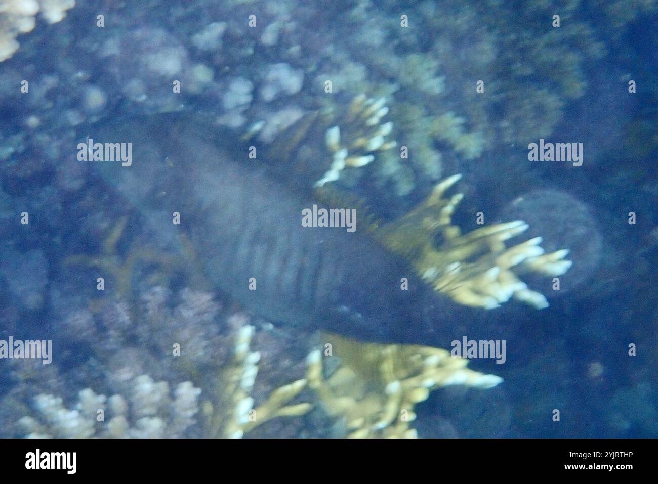 Amanses scopas hi-res stock photography and images - Alamy