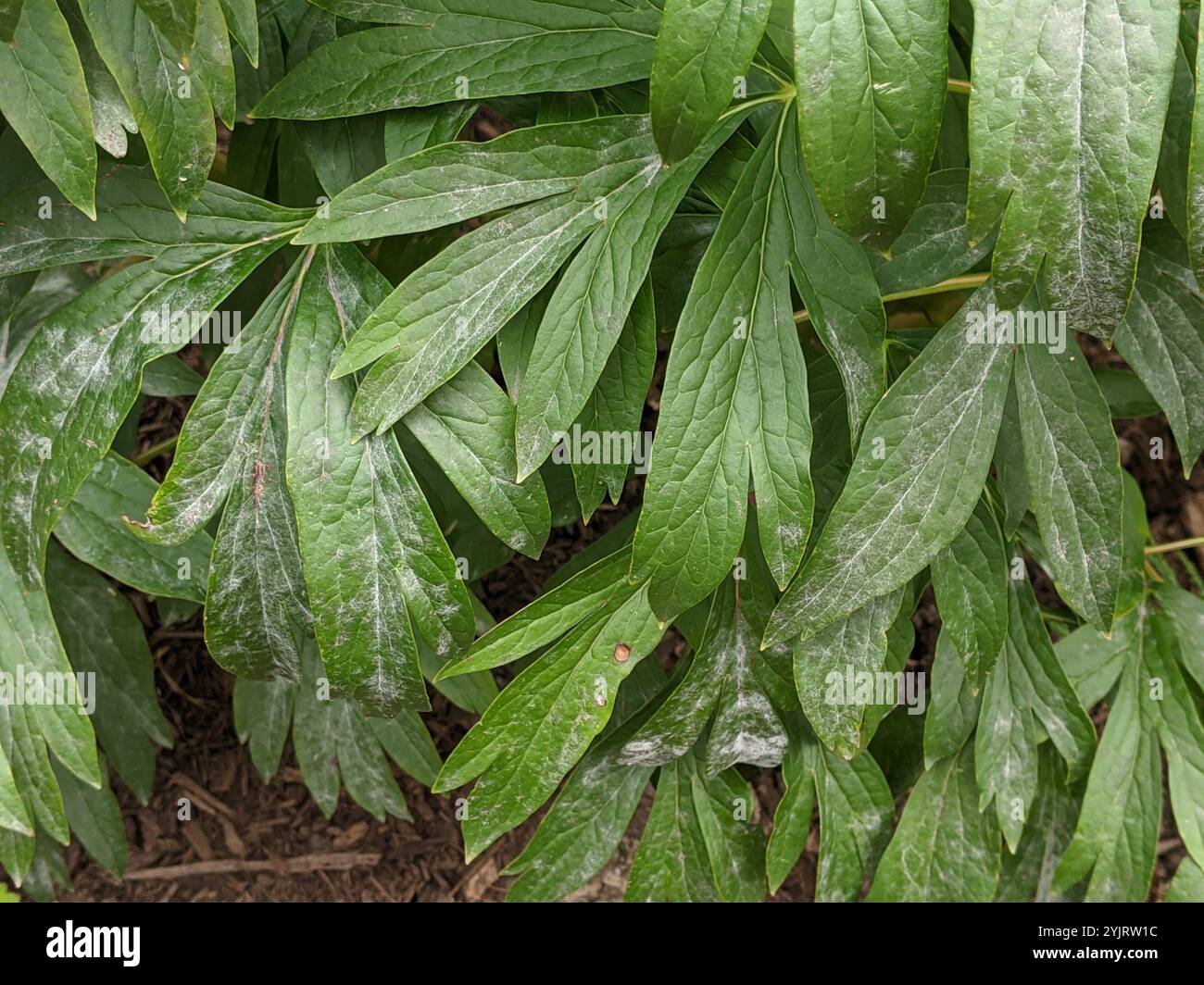 Great Description About Powdery Mildew Peony