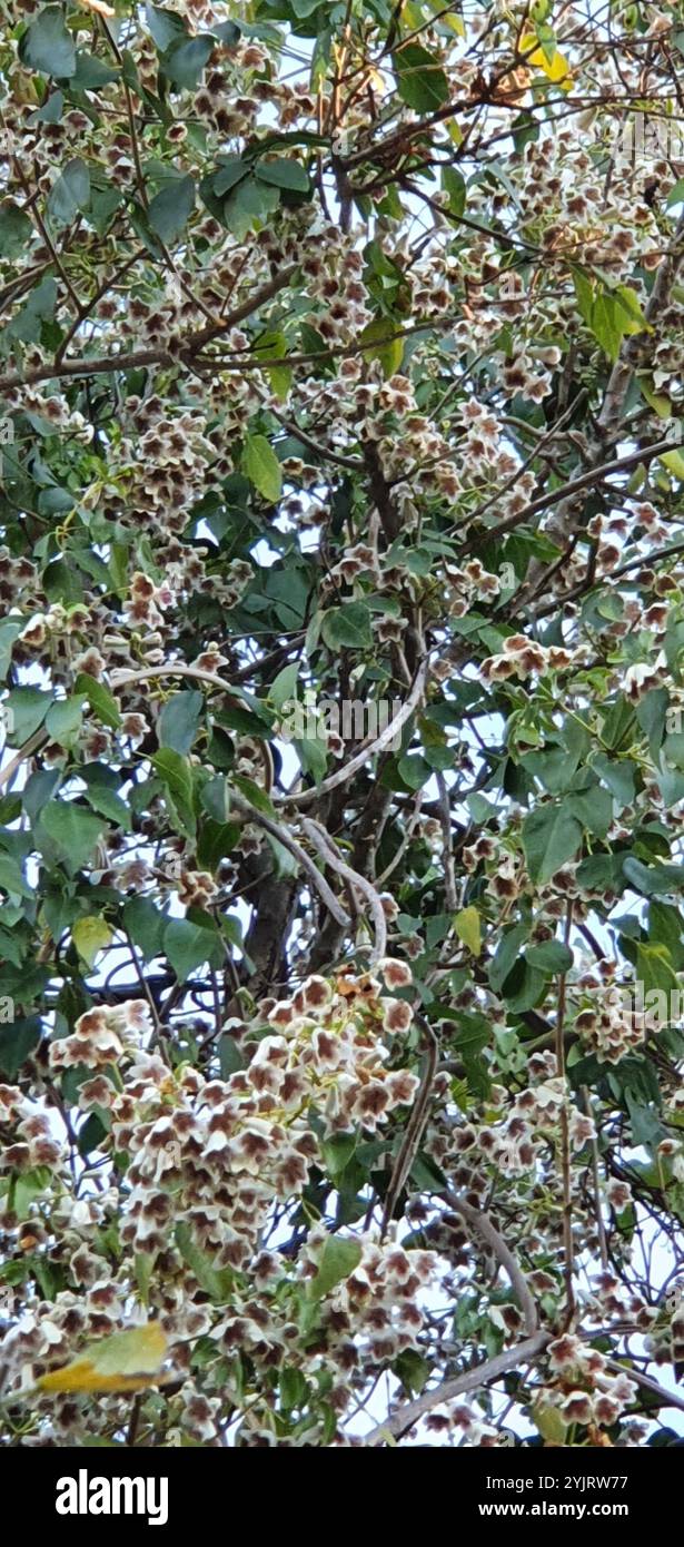 wonga vine (Pandorea pandorana) Stock Photo