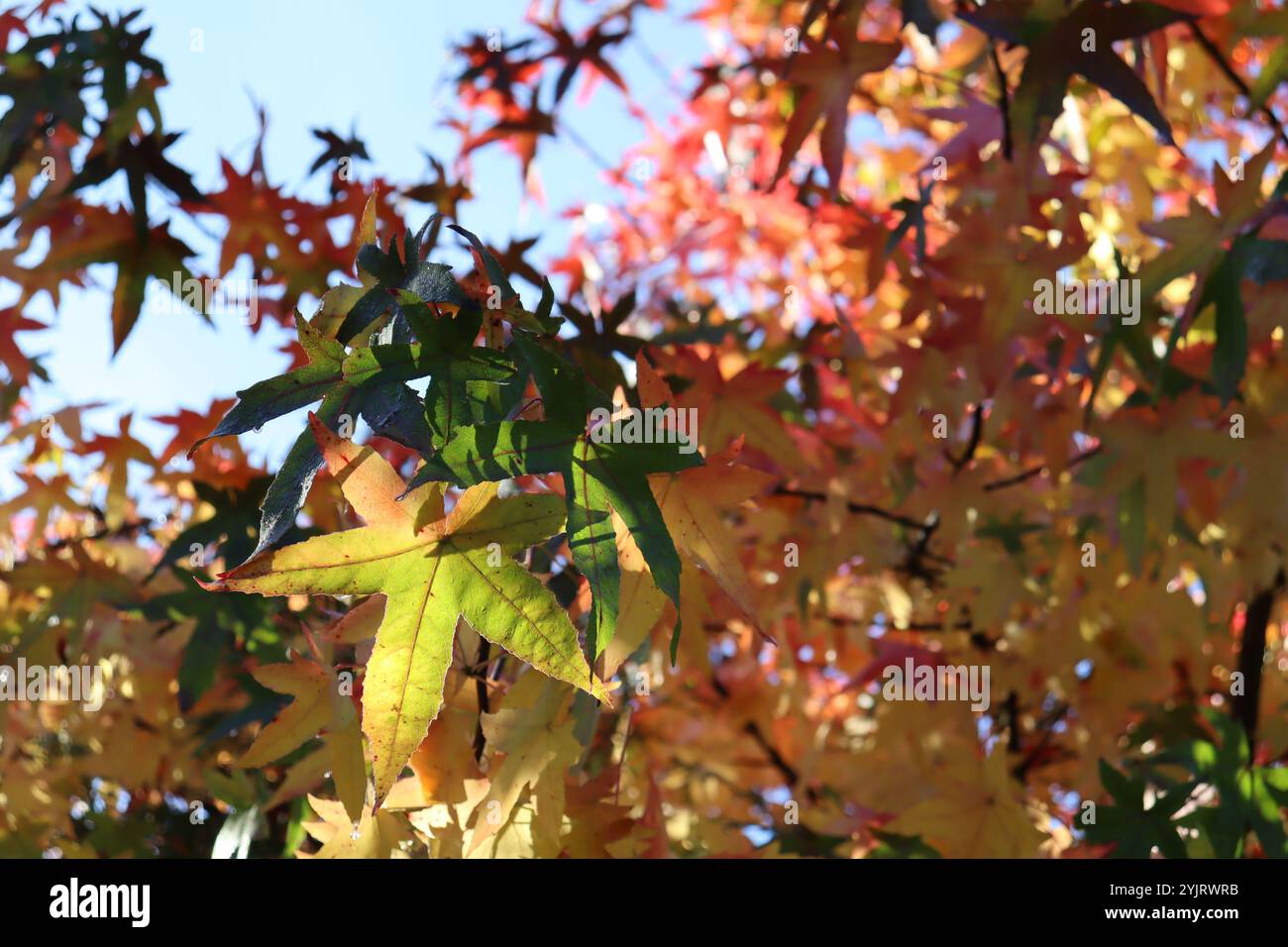 farbenfroher Amberbaum (Liquidambar styraciflua) leuchtet im Herbst mit seinen sternförmigen Blättern in wunderschönen warmen Farben Stock Photo