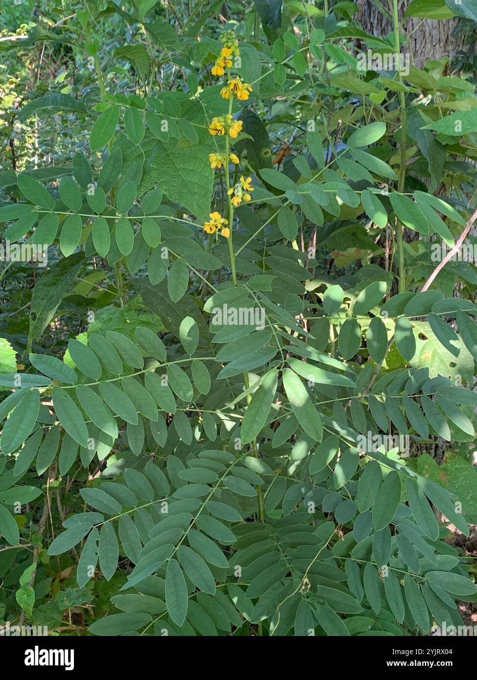 Maryland senna (Senna marilandica Stock Photo - Alamy