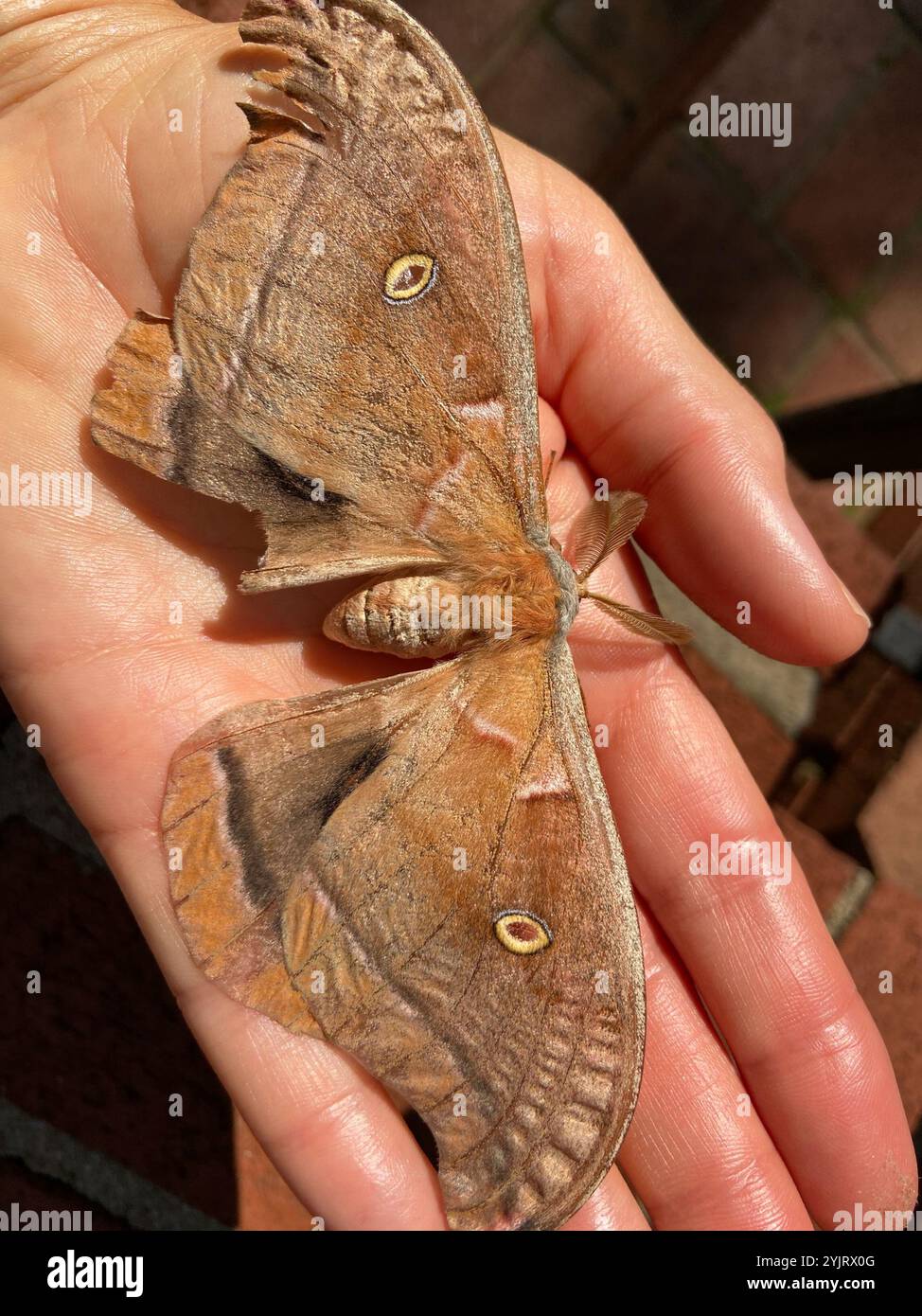 Polyphemus Moth (Antheraea polyphemus Stock Photo - Alamy