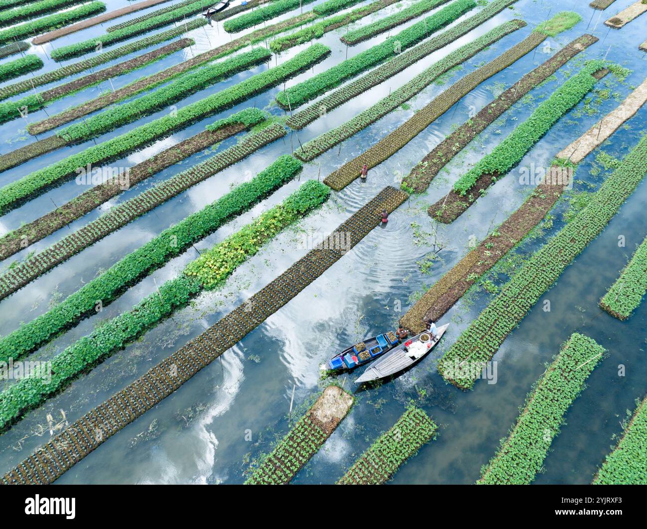 Farmers in low laying areas in Bangladesh choose floating farming ...