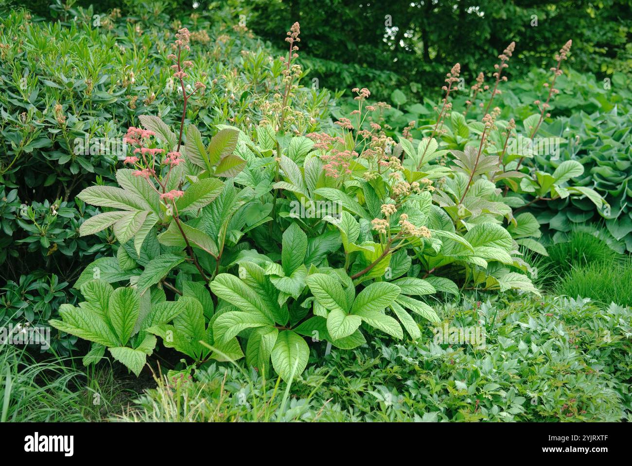 Schaublatt  Rodgerisa pinnata, Record sheet Rodgerisa pinnata Stock Photo