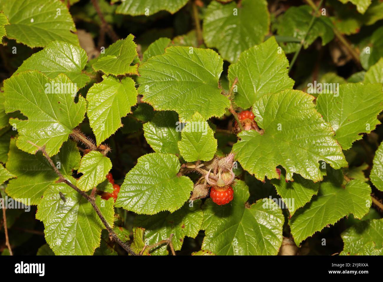 Chinese Bramble (Rubus tricolor Stock Photo - Alamy