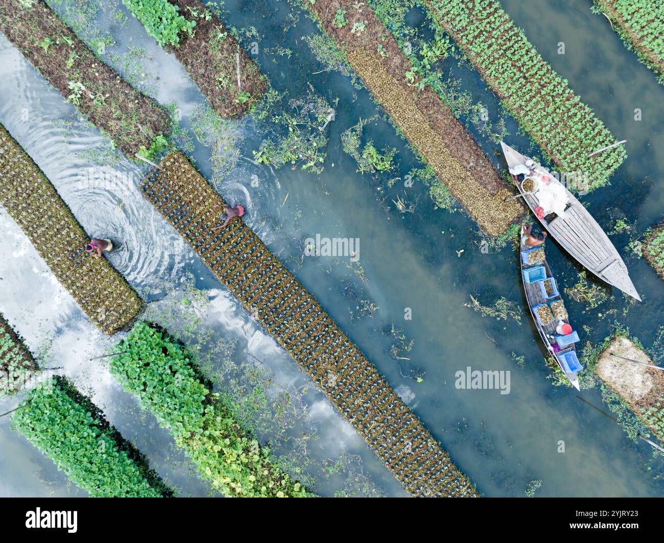 Farmers in low laying areas in Bangladesh choose floating farming process to fight climate change impact Stock Photo