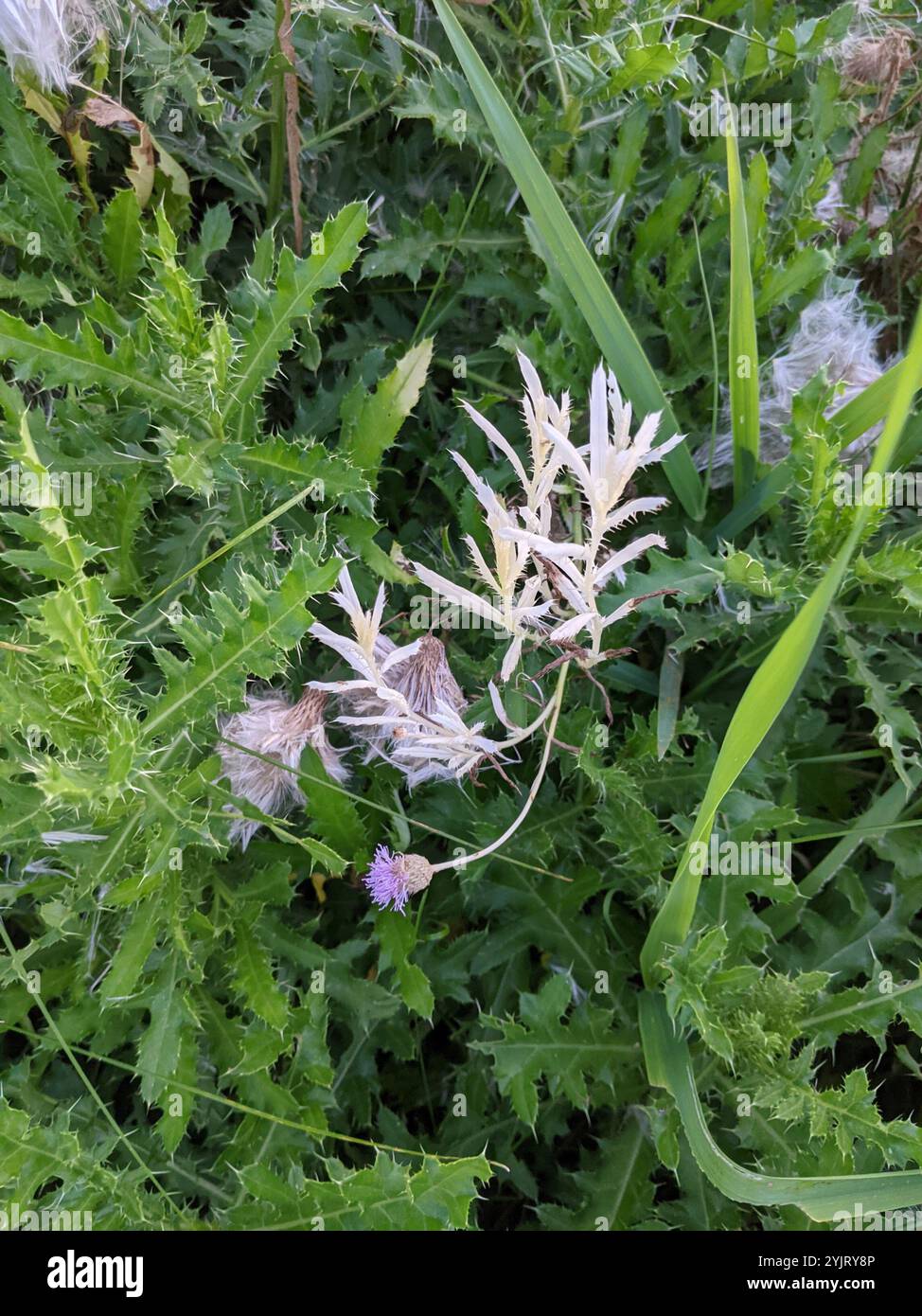 Bacterial Speck (Pseudomonas syringae Stock Photo - Alamy