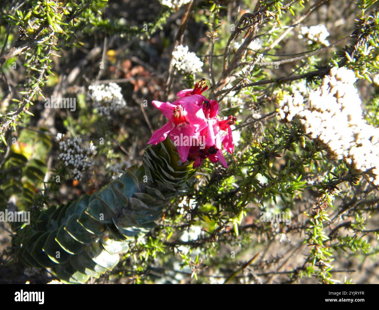 Salter (Saltera sarcocolla Stock Photo - Alamy