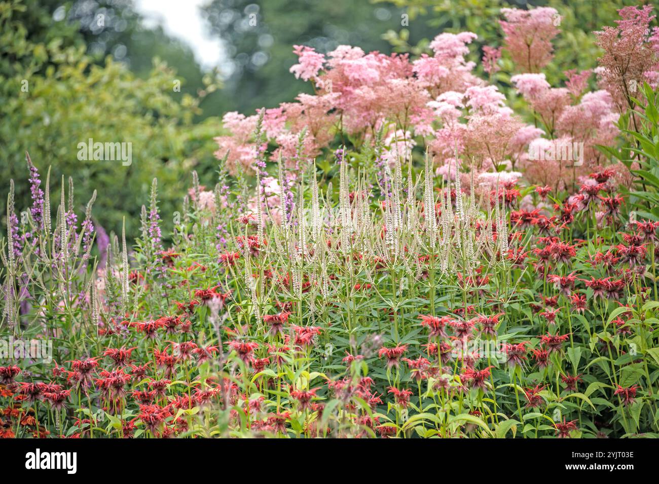 Kandelaber-Ehrenpreis Veronicastrum virginicum Diana, Roehrige Indianernessel Monarda Squaw, Maedesuess Filipendula rubra Venusta, Candelabra Speedwel Stock Photo