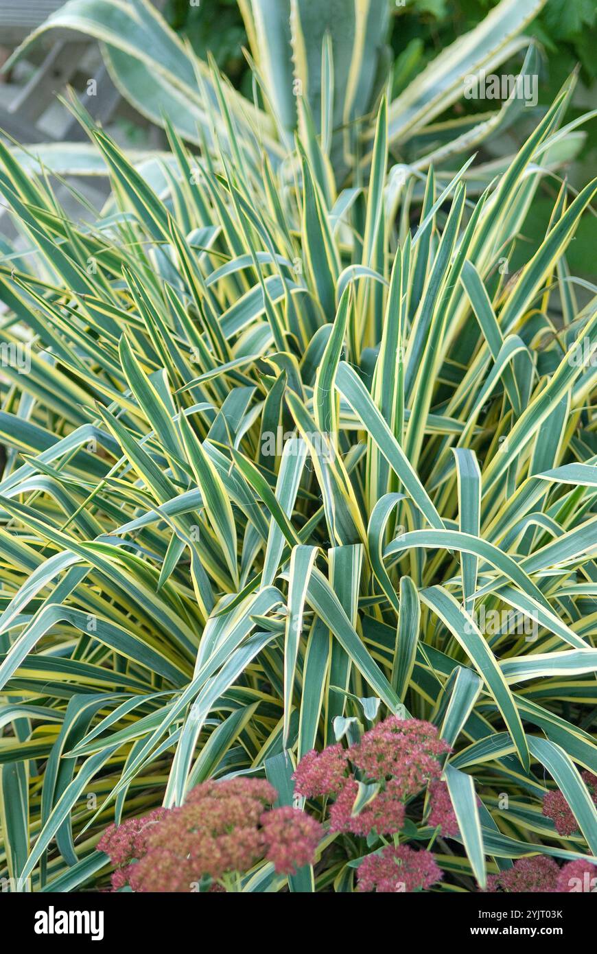 sansevieria zeylanica kaufen Sansevieria Zeylanica 110cm online kaufen