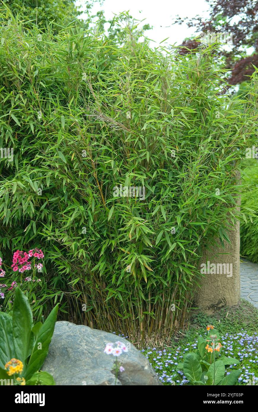 Fargesia murielae hi-res stock photography and images - Alamy