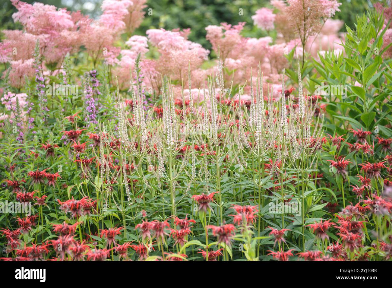 Kandelaber-Ehrenpreis Veronicastrum virginicum Diana, Roehrige Indianernessel Monarda Squaw, Maedesuess Filipendula rubra Venusta, Candelabra Speedwel Stock Photo