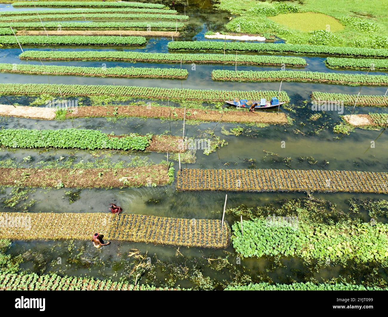 Farmers in low laying areas in Bangladesh choose floating farming ...