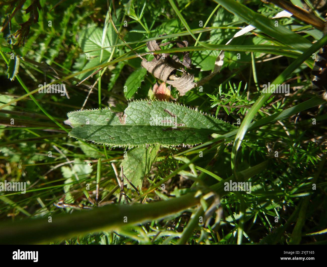 Saw wort Serratula Tinctoria Stock Photo Alamy saw-wort-serratula-tinctoria-stock-photo-alamy