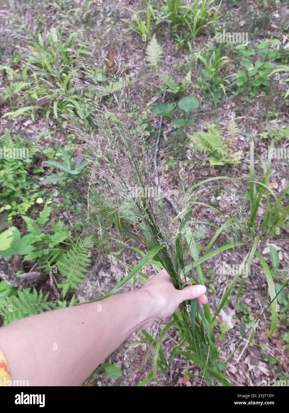 Korean feather-reed grass (Calamagrostis brachytricha) Stock Photo