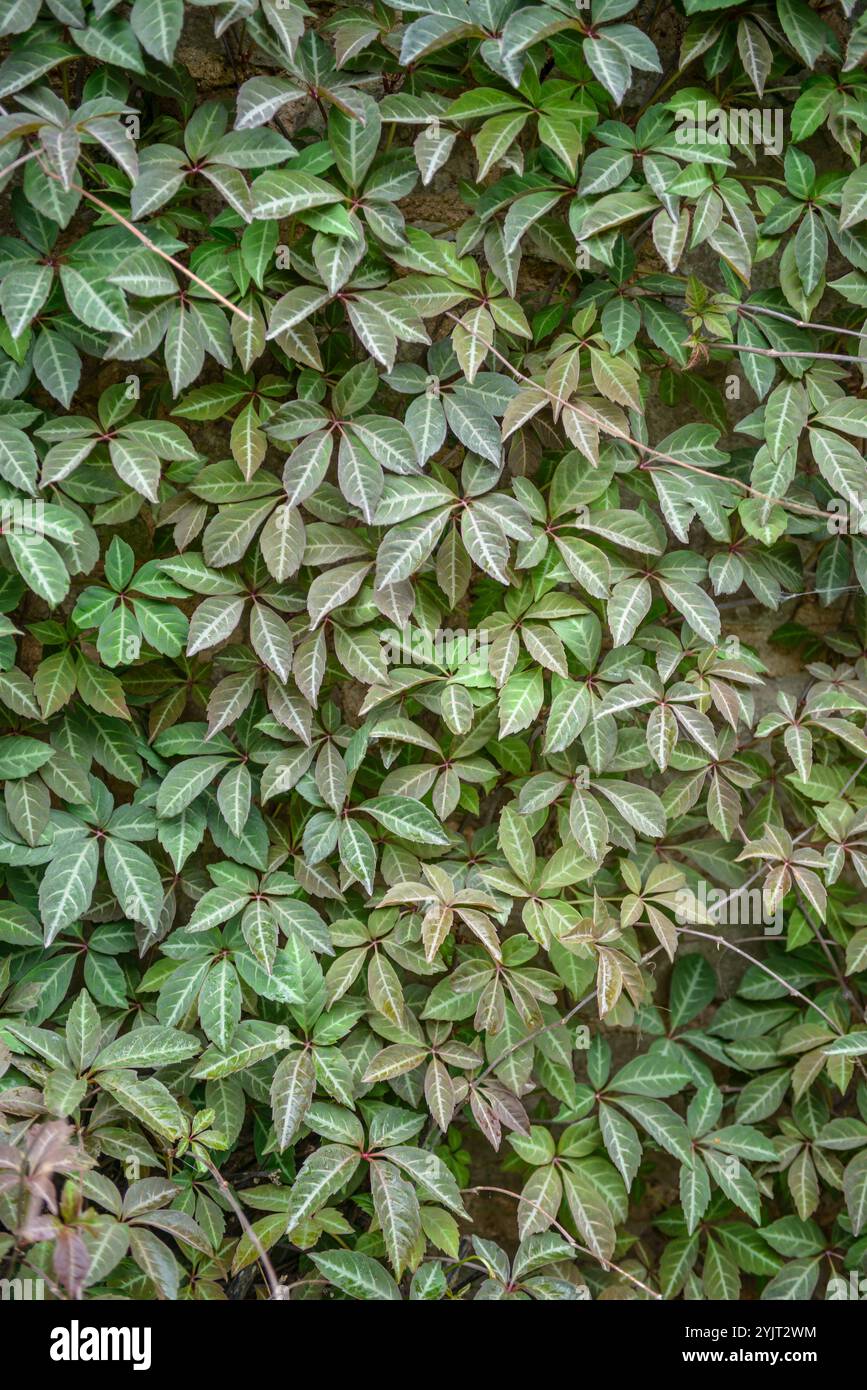 Wilder Wein Parthenocissus henryana Stock Photo