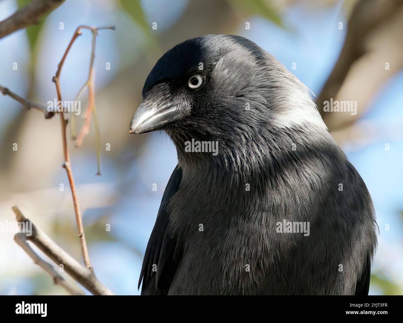 Western jackdaw, Eurasian jackdaw, Dohle, Choucas des tours, Coloeus monedula, csóka, Hungary, Budapest, Magyarprszág, Europe Stock Photo