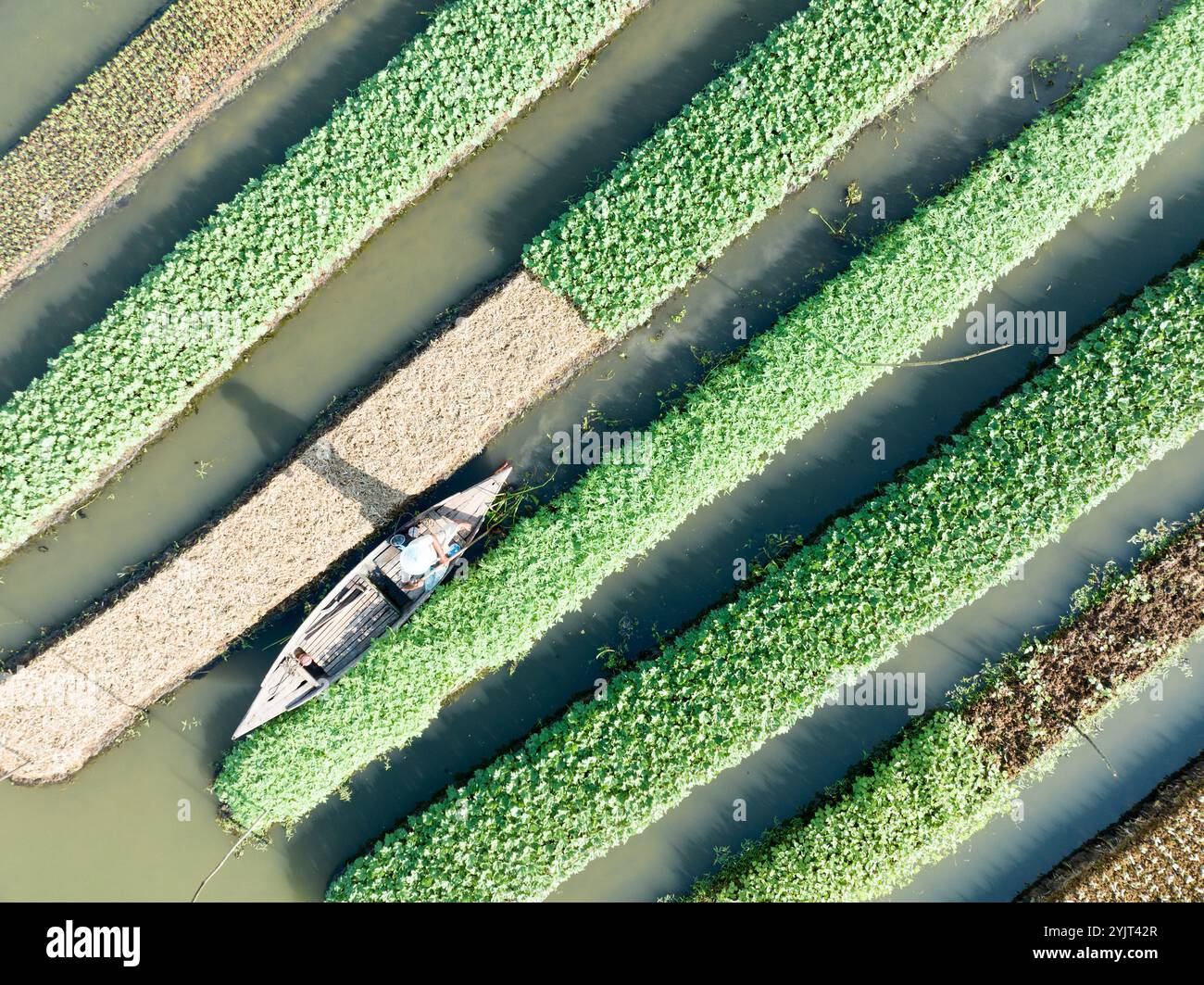 Farmers in low laying areas in Bangladesh choose floating farming process to fight climate change impact Stock Photo