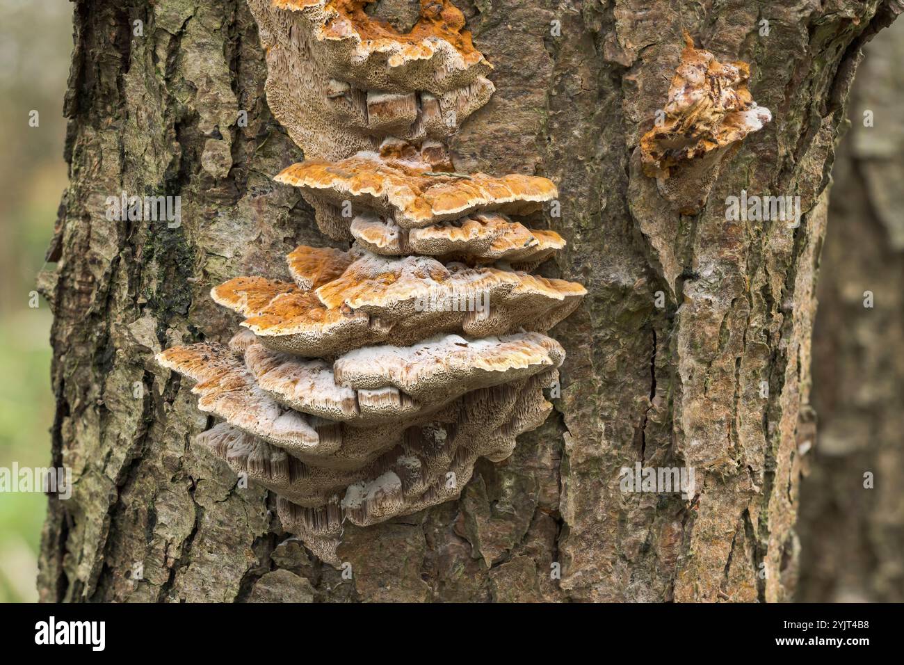 Hypha Tree Fungal mycelium hyphae tree hi-res stock photography and images - Alamy