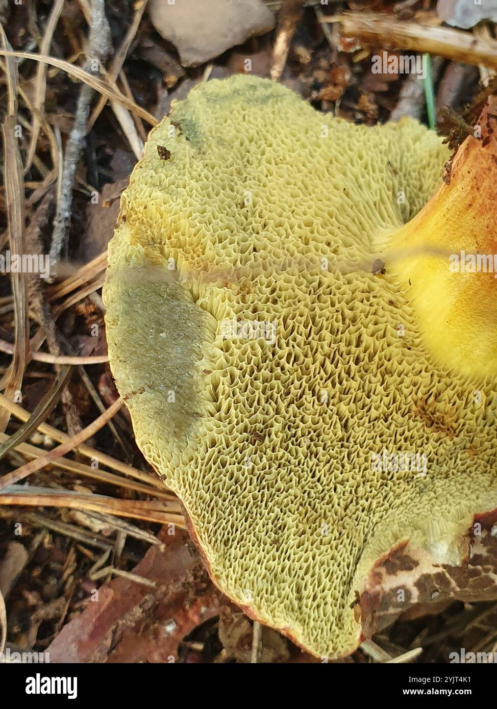 Red-cracking Bolete (Xerocomellus chrysenteron Stock Photo - Alamy