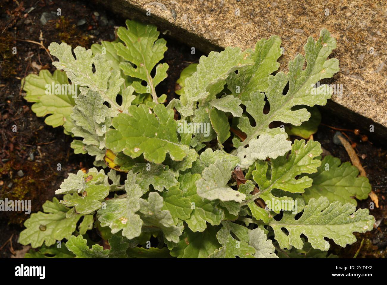 Common Ragwort × Silver Ragwort (Jacobaea × albescens Stock Photo - Alamy