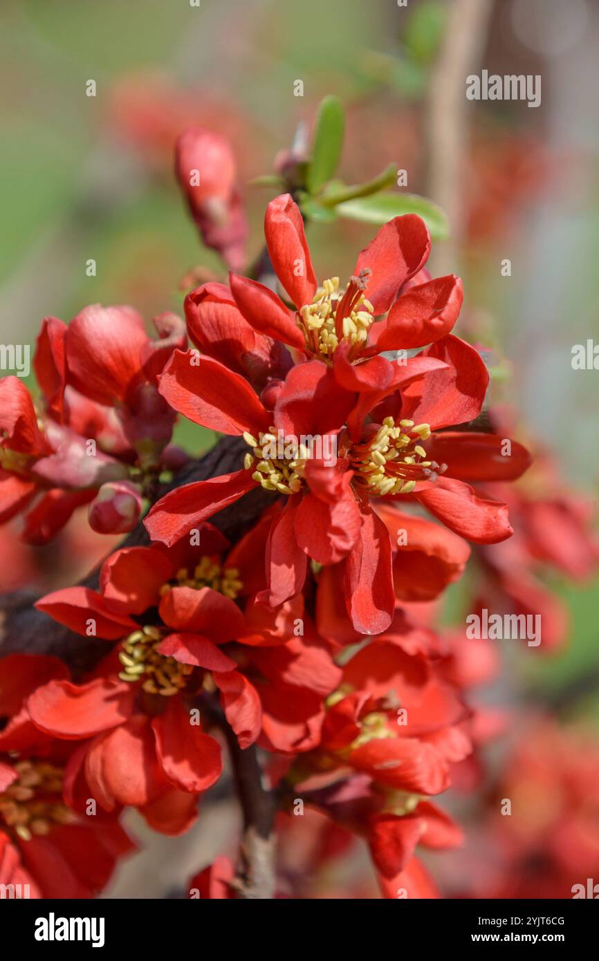 Chinesische Zierquitte Chaenomeles, Zierquitte speciosa HOT FIRE Stock ...