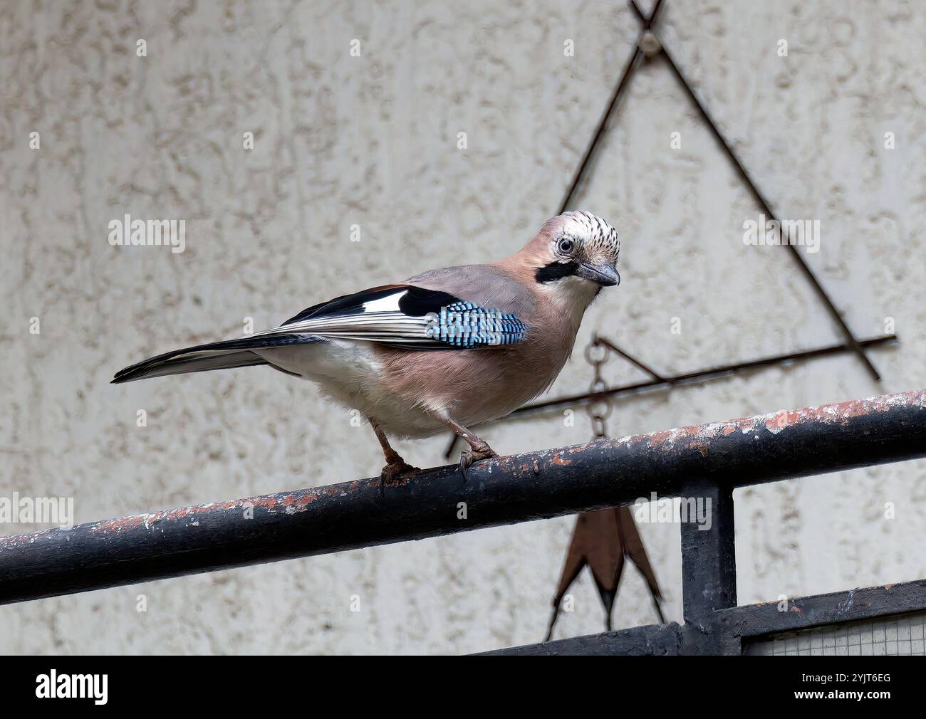 Eurasian jay, Eichelhäher, Geai des chênes, Garrulus glandarius, szajkó, Budapest, Hungary, Magyarország, Europe Stock Photo