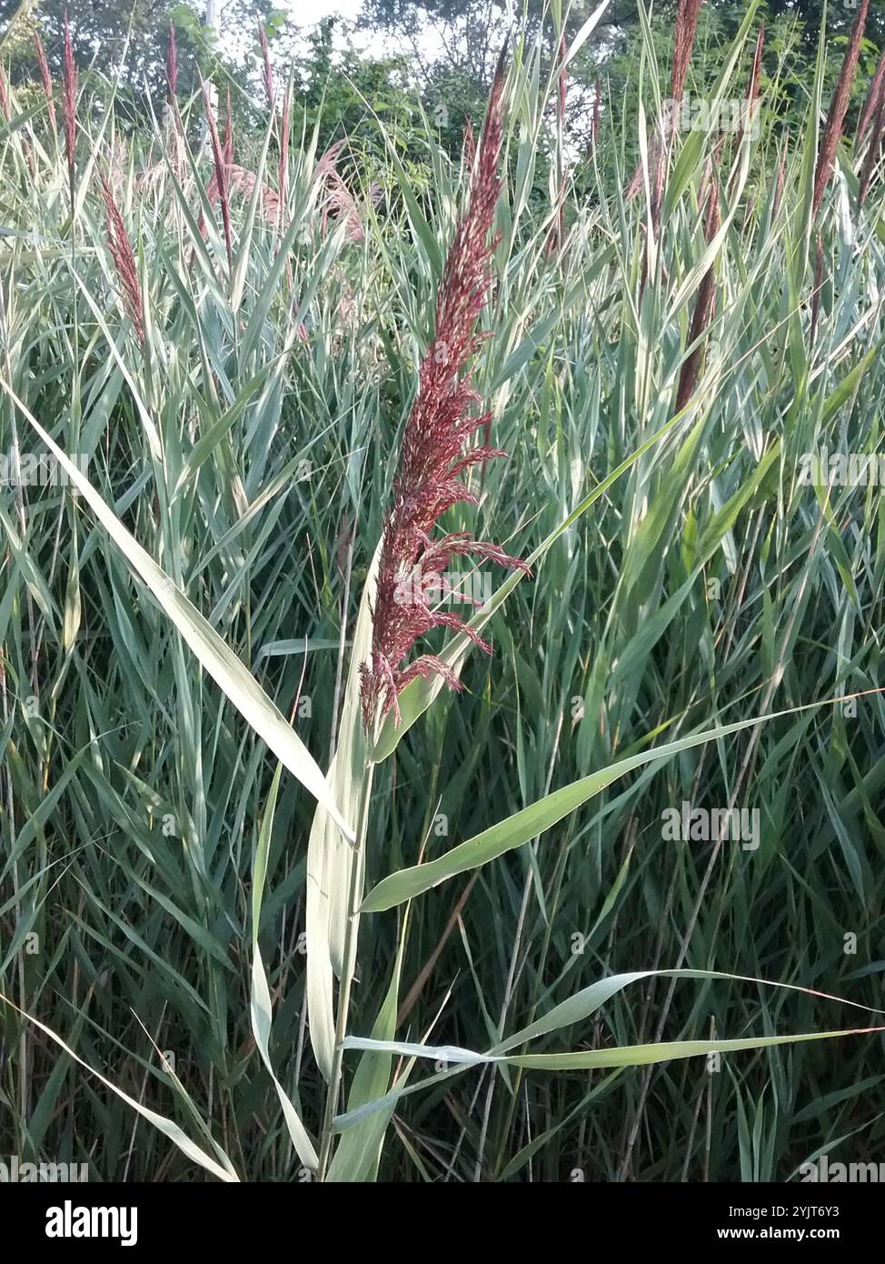 common reed (Phragmites australis Stock Photo - Alamy