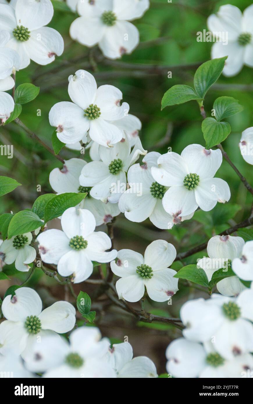 Amerikanischer Blueten-Hartriegel Cornus florida Stock Photo
