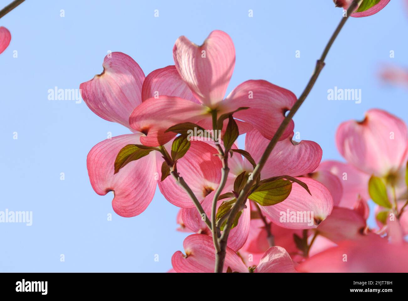 Amerikanischer Blueten-Hartriegel Cornus florida f. rubra Stock Photo