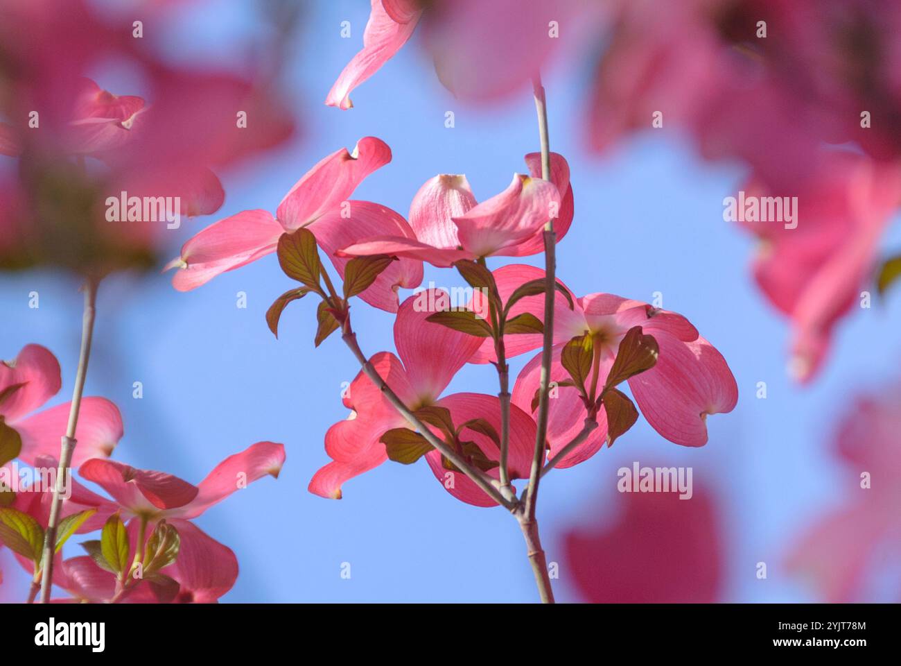 Amerikanischer Blueten-Hartriegel Cornus florida f. rubra Stock Photo