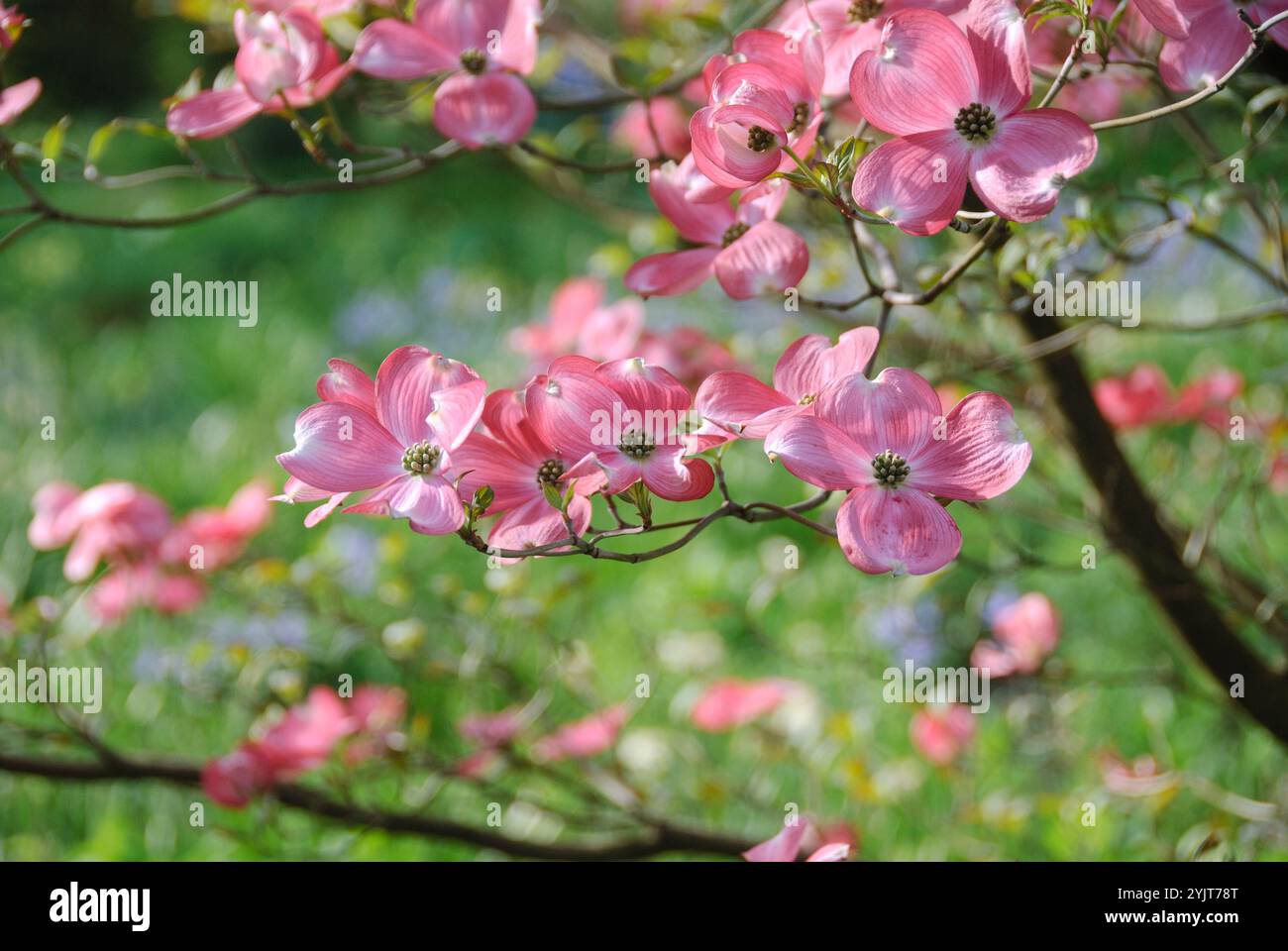 Amerikanischer Blueten-Hartriegel Cornus florida f. rubra Stock Photo