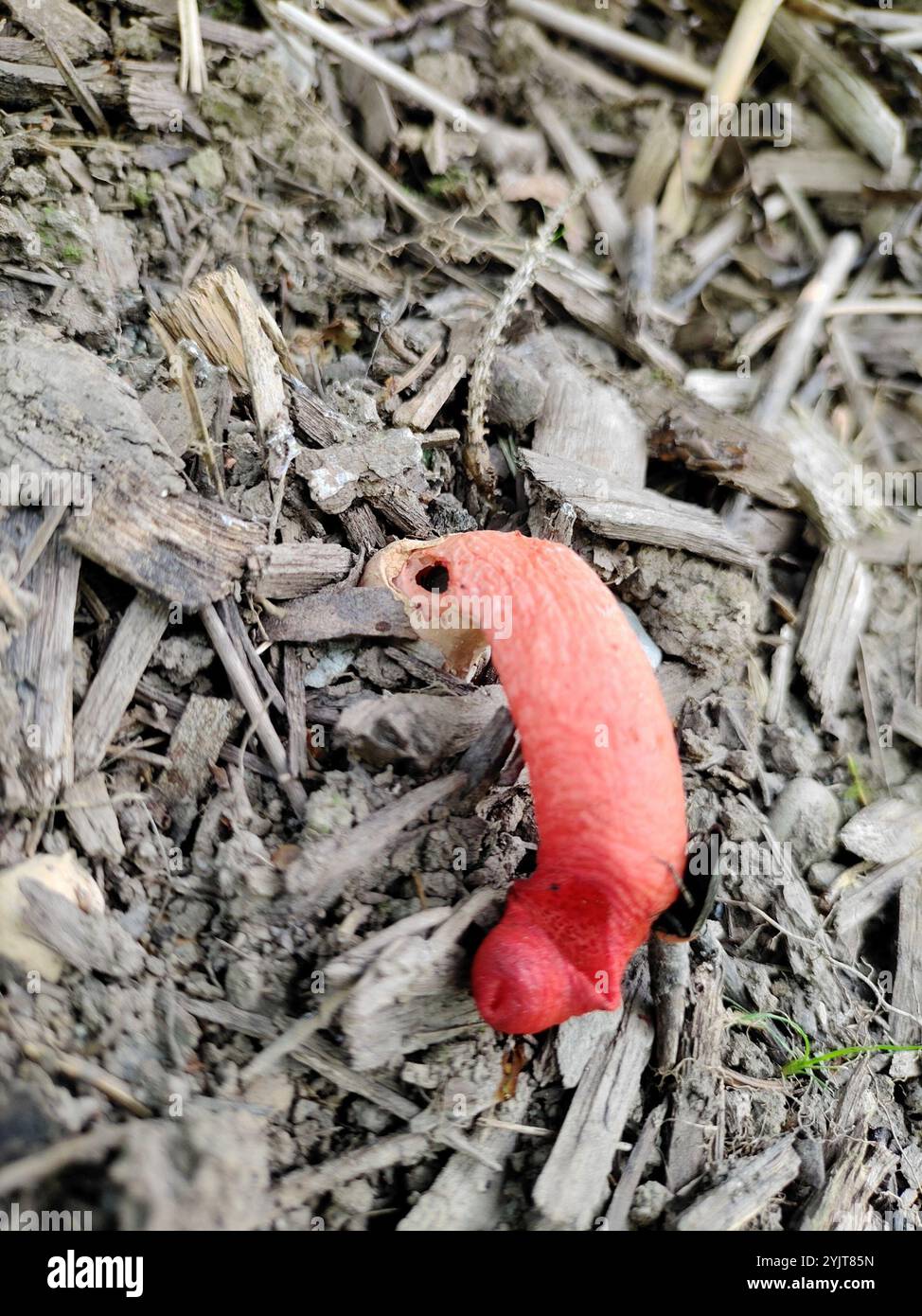 Mutinus elegans hi-res stock photography and images - Alamy