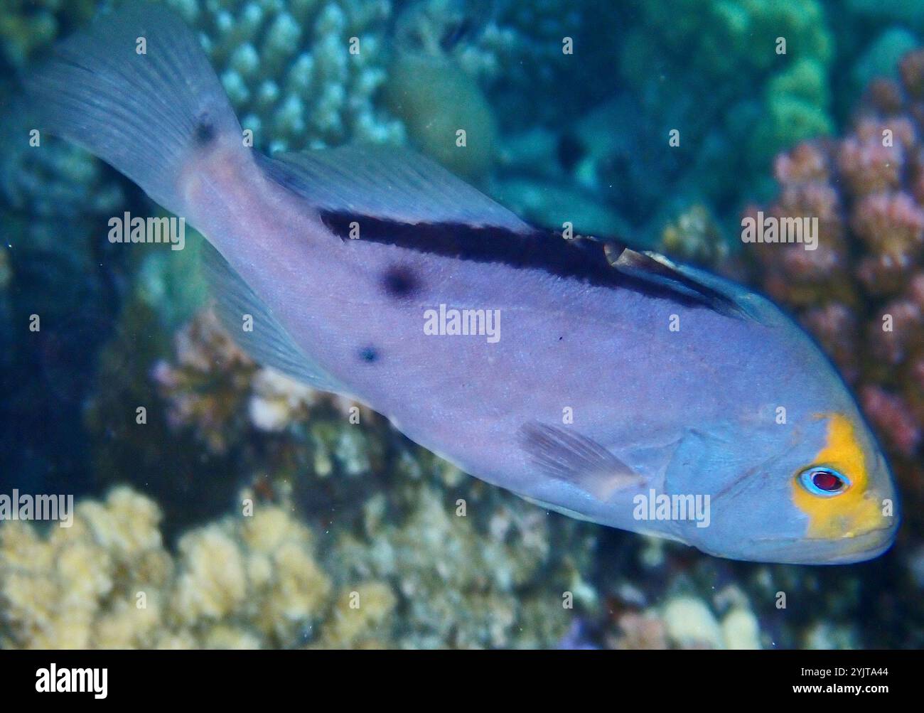 Red Sea Soapfish (Diploprion drachi Stock Photo - Alamy
