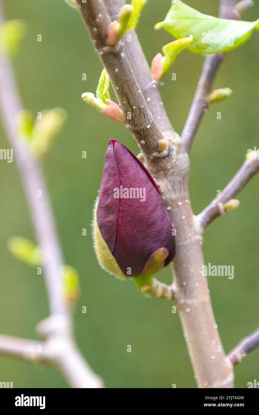 Magnolie Magnolia Genie Stock Photo - Alamy