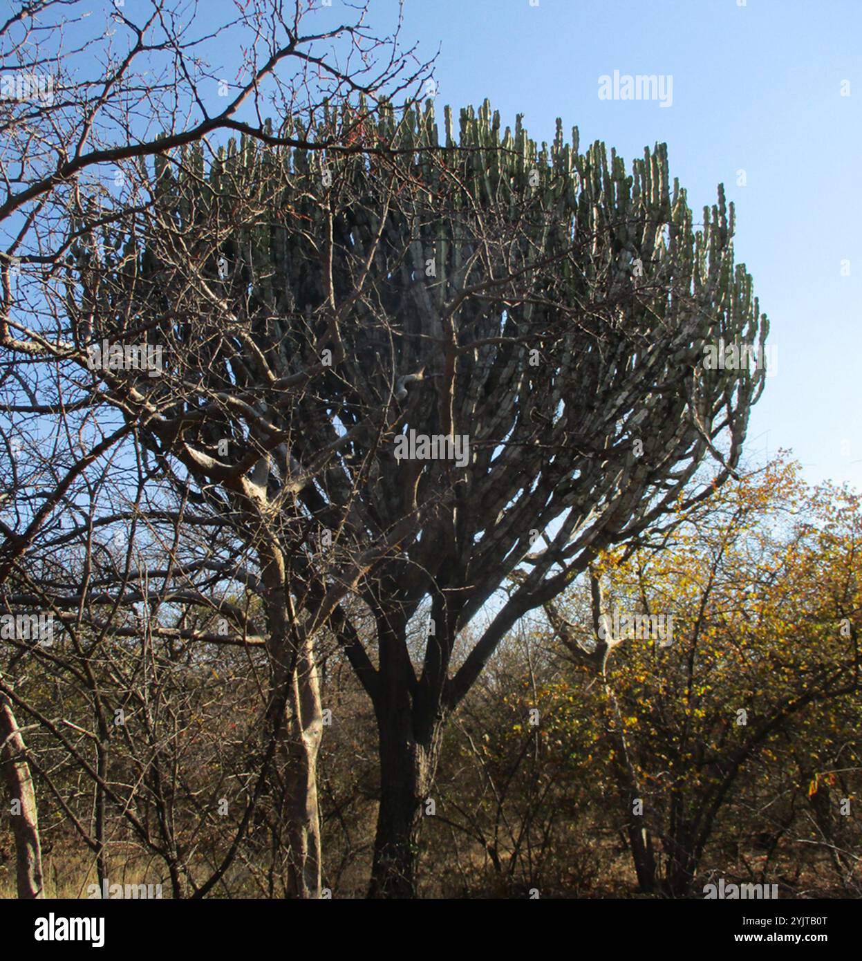 Umdlebe Tree Umdlebe Tree