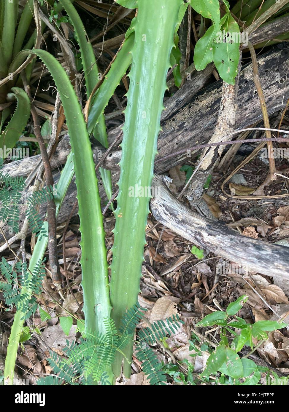 piñuela (Bromelia pinguin Stock Photo - Alamy
