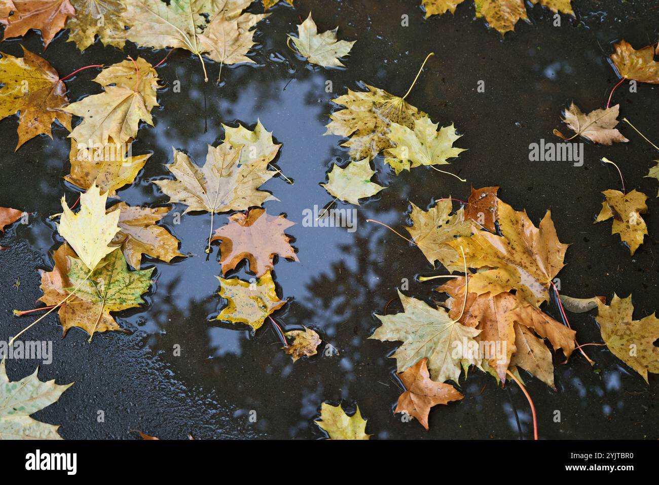 Autumn rain puddle on park hi-res stock photography and images - Alamy