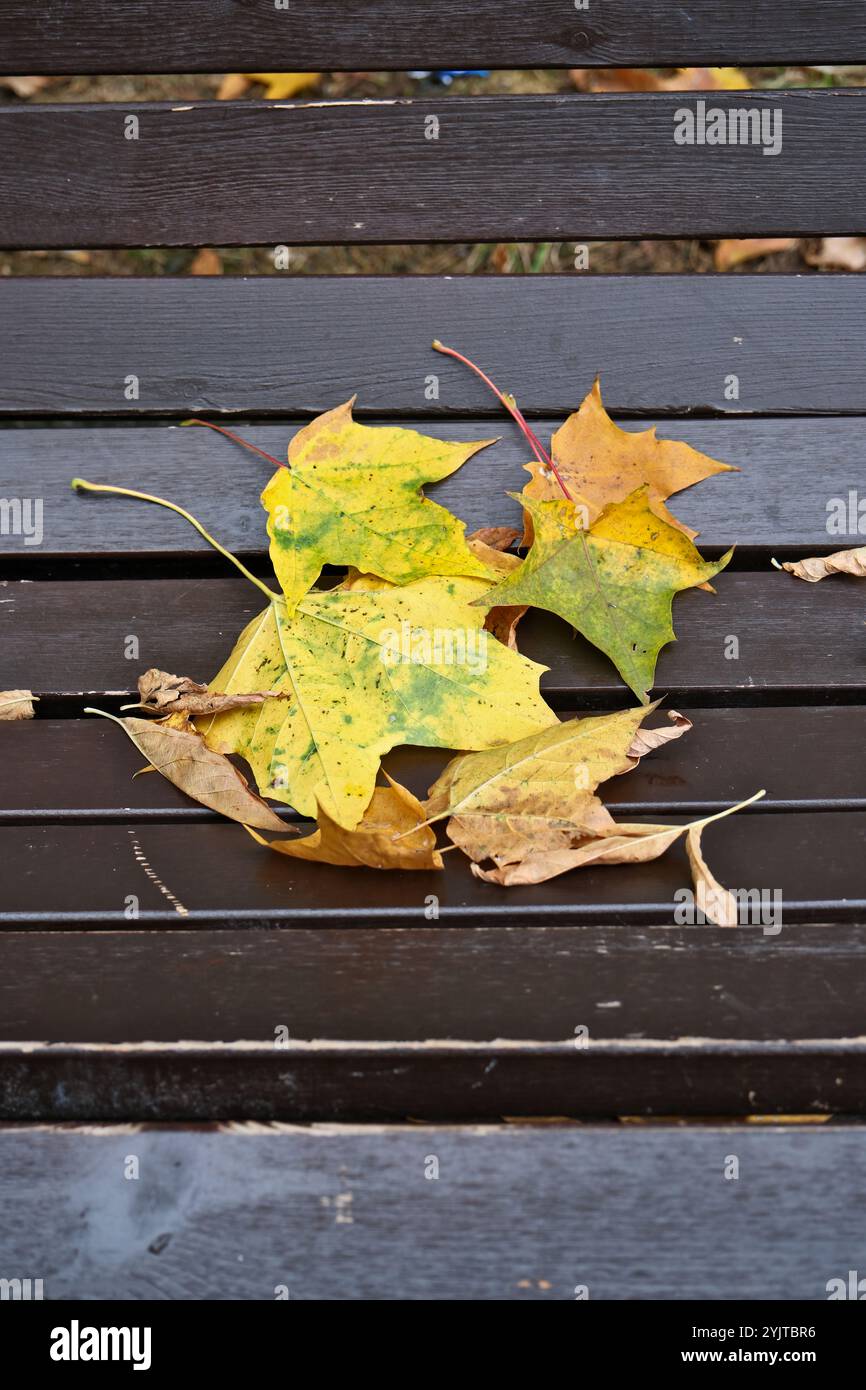 Autumn leaves on a wooden bench in the park. Autumn background Stock ...