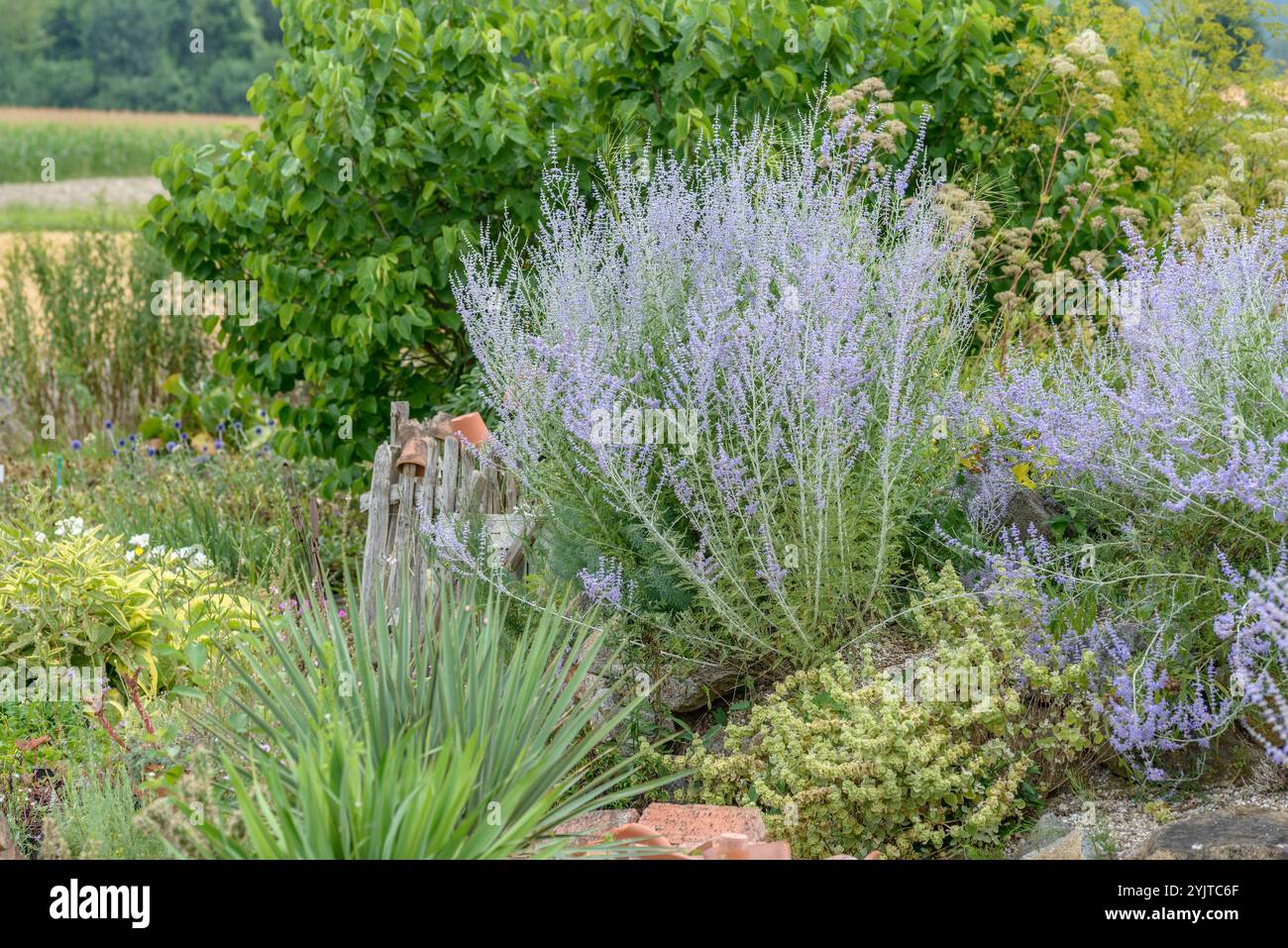 Blauraute, Perovskia Blue Spire, Blue Diamond, Perovskia Blue Spire Stock Photo
