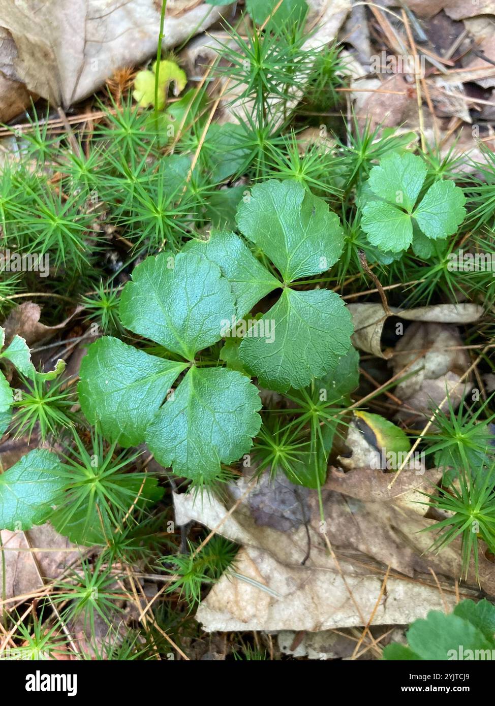 Threeleaf goldthread hi-res stock photography and images - Alamy