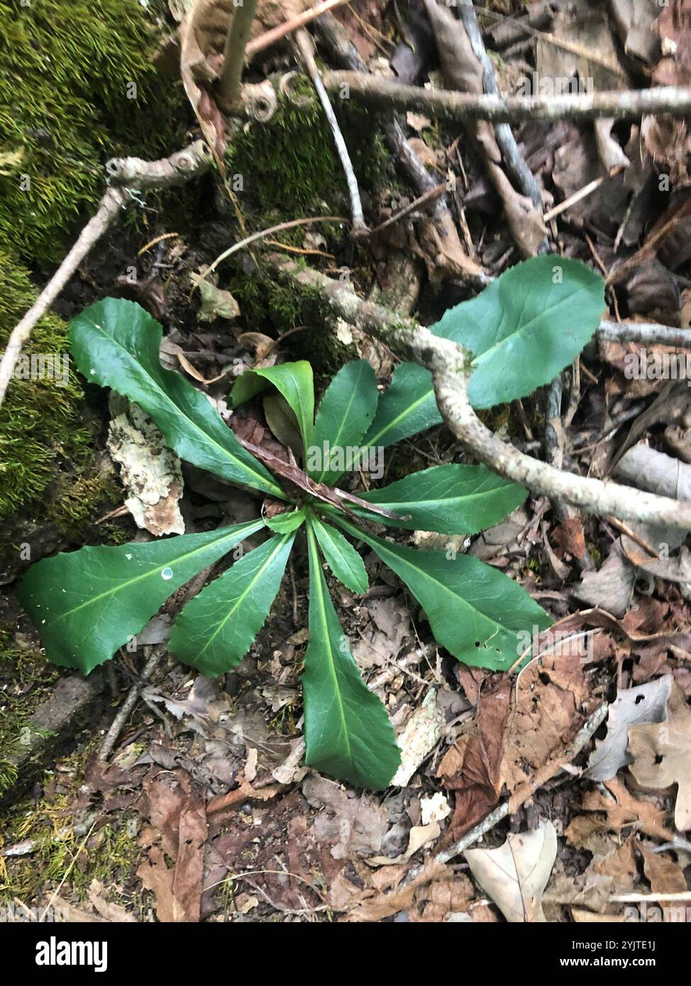 sicklepod (Borodinia canadensis) Stock Photo