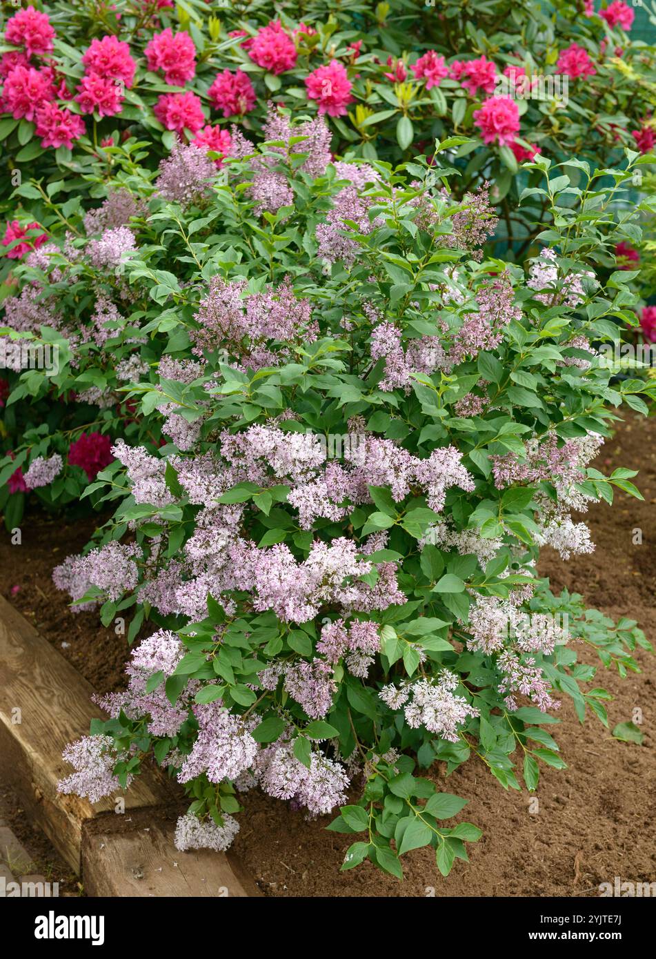 Koreanischer Flieder, Syringa patula Miss Kim, Korean lilacs, Syringa patula Miss Kim Stock Photo