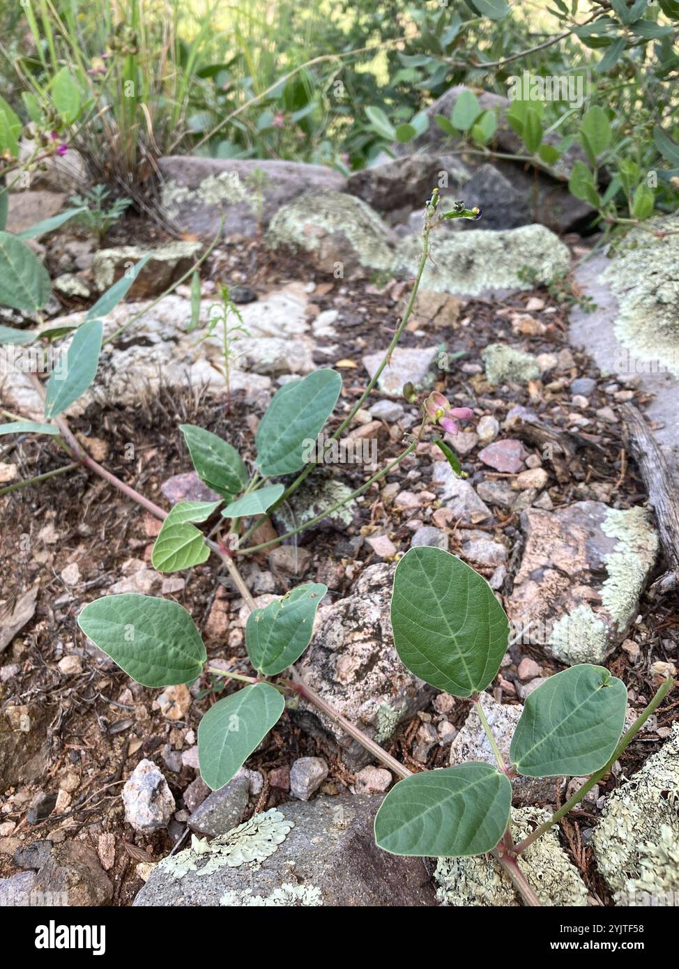 Spotted Bean (Phaseolus maculatus Stock Photo - Alamy