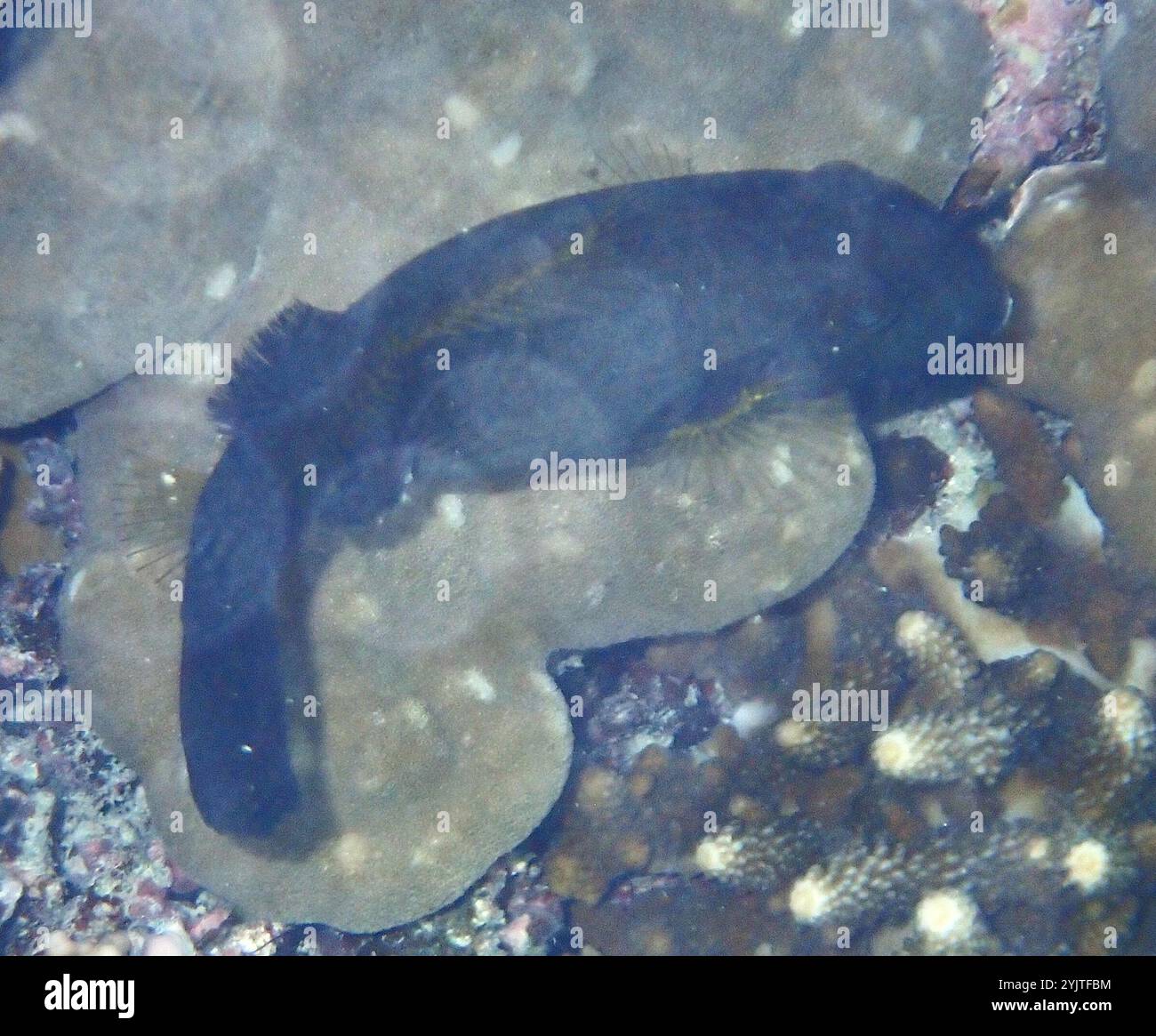 Broom Filefish (Amanses scopas Stock Photo - Alamy