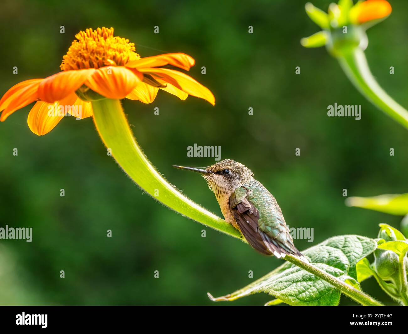 Hummingbird in Thuya Garden a semi-formal herbaceous garden on Mount ...