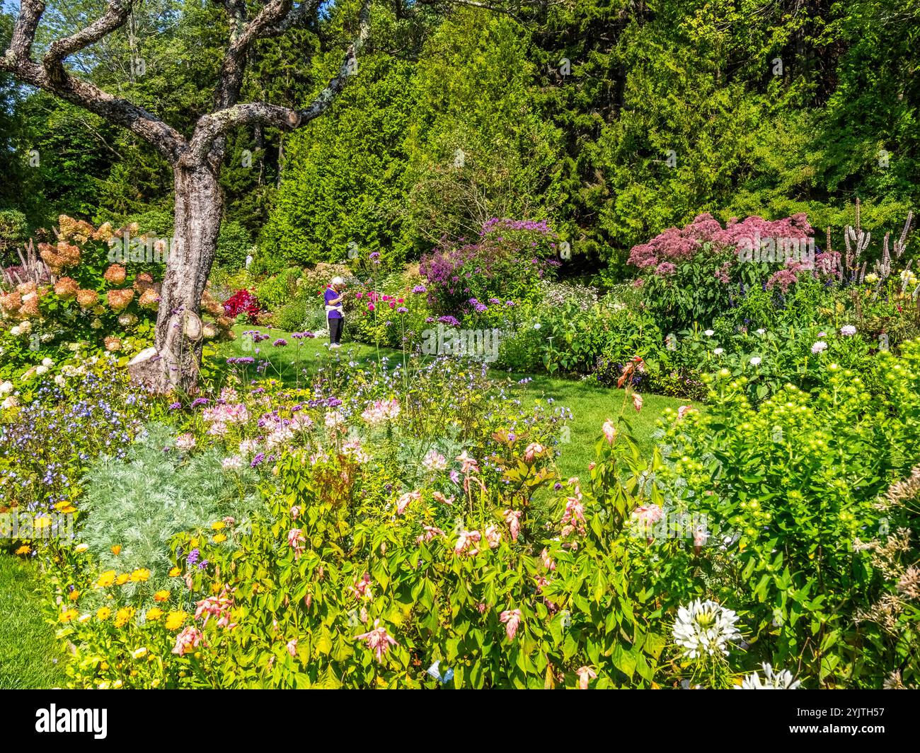 Fall in Thuya Garden a semi-formal herbaceous garden on Mount Desert ...