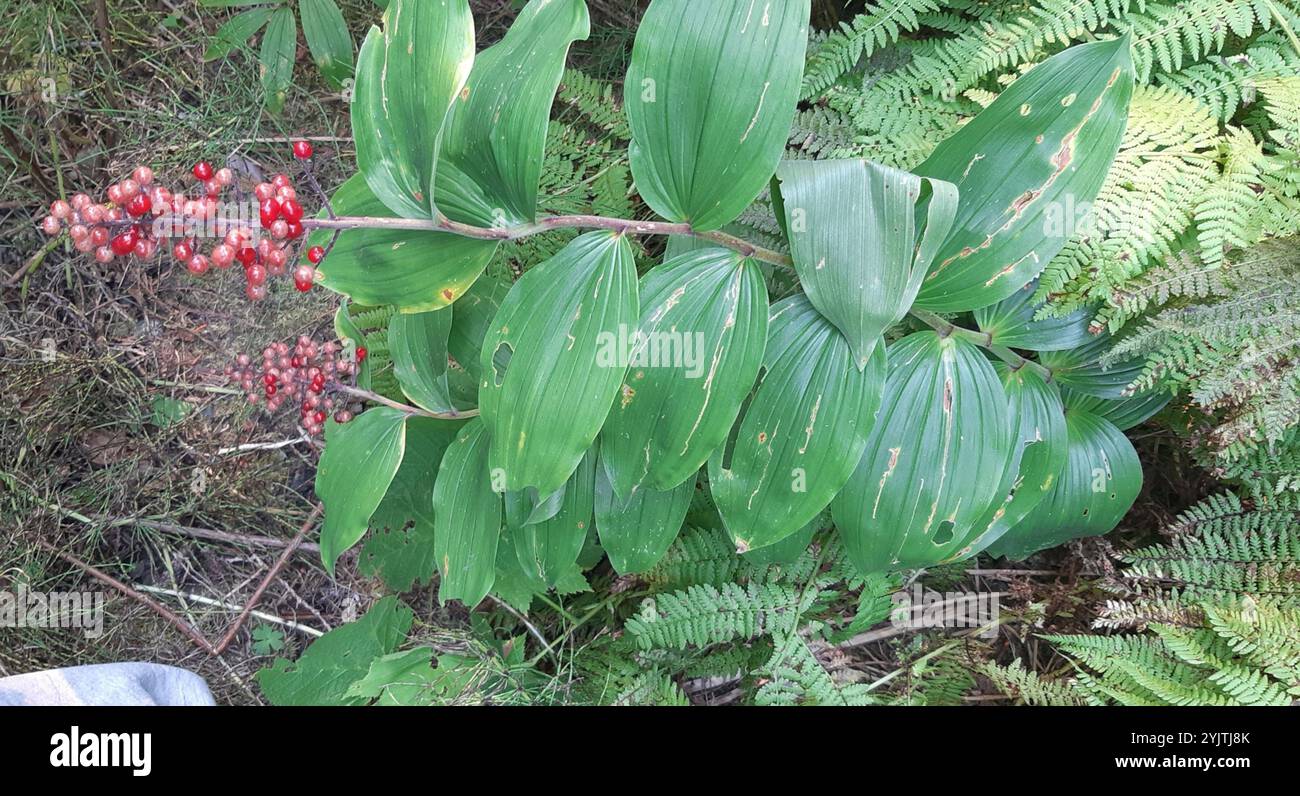 western Solomon's plume (Maianthemum racemosum amplexicaule Stock Photo ...
