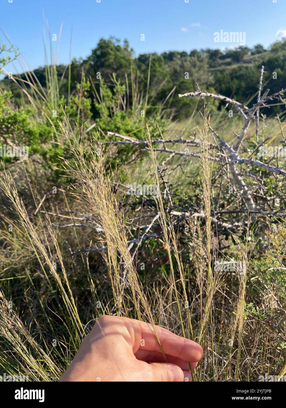 Seep Muhly (Muhlenbergia reverchonii) Stock Photo